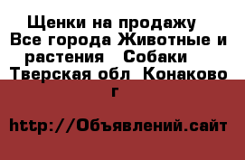 Щенки на продажу - Все города Животные и растения » Собаки   . Тверская обл.,Конаково г.